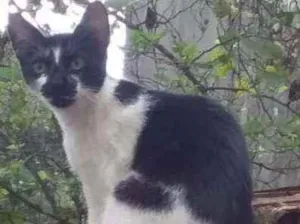 Gato raça Não tem idade  nome Não tem