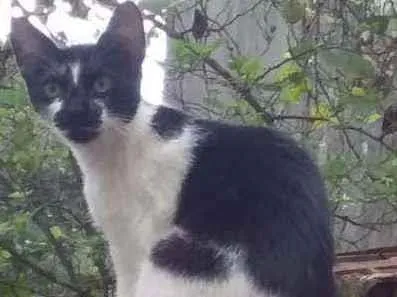 Gato ra a Não tem idade  nome Não tem