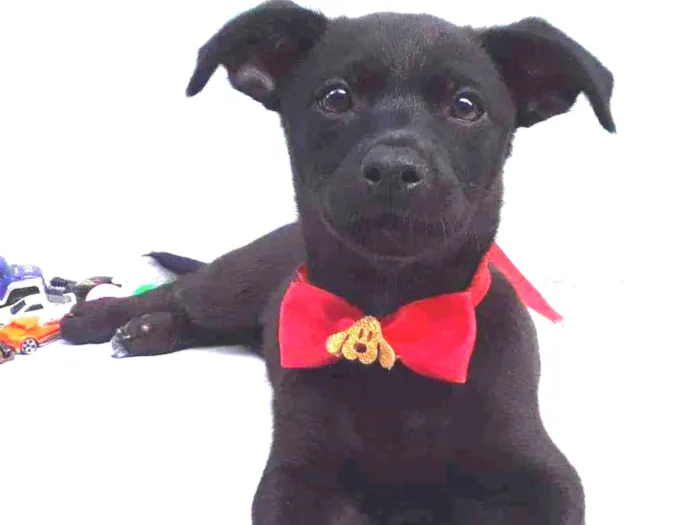 Cachorro ra a SRD idade 2 a 6 meses nome Sem Nome 2 Macho