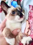 Gato raça Siamês mix srd idade 2 a 6 meses nome Nico bebê lindo 