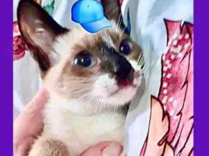 Gato raça Siamês mix srd idade 2 a 6 meses nome Nico bebê lindo 
