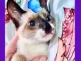 Gato raça Siamês mix srd idade 2 a 6 meses nome Nico bebê lindo 