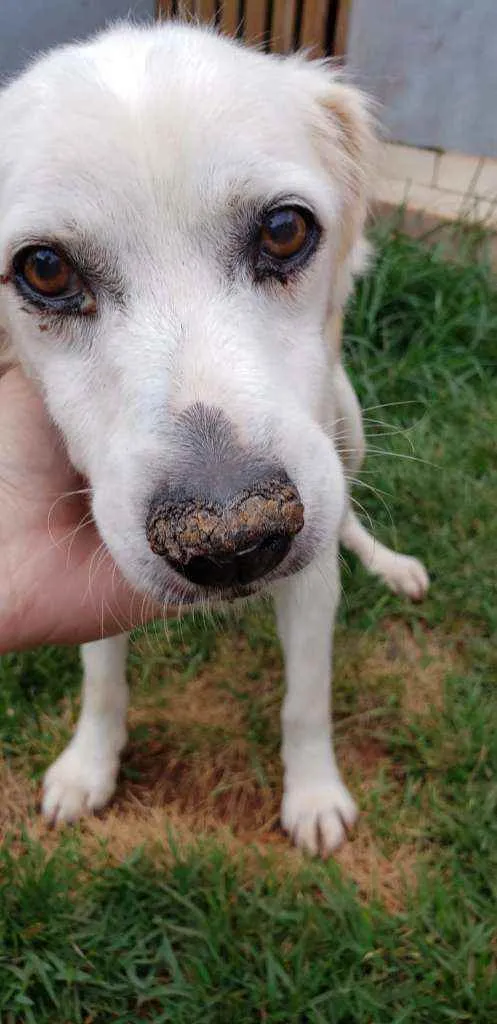 Cachorro ra a Sem Raça Definida idade 6 ou mais anos nome Karambola