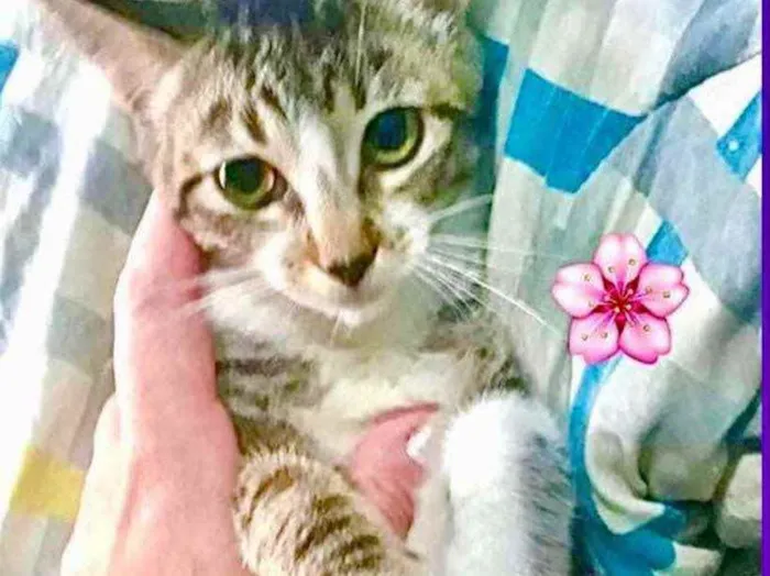 Gato raça Srd  idade 2 a 6 meses nome Manu bebê linda
