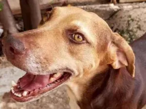 Cachorro raça Misturas  idade 2 anos nome Príncesa