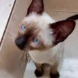 Gato raça Siamês  idade 2 a 6 meses nome Midori Linda bb