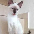 Gato raça Siamês  idade 2 a 6 meses nome Midori Linda bb