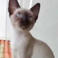 Gato raça Siamês  idade 2 a 6 meses nome Midori Linda bb