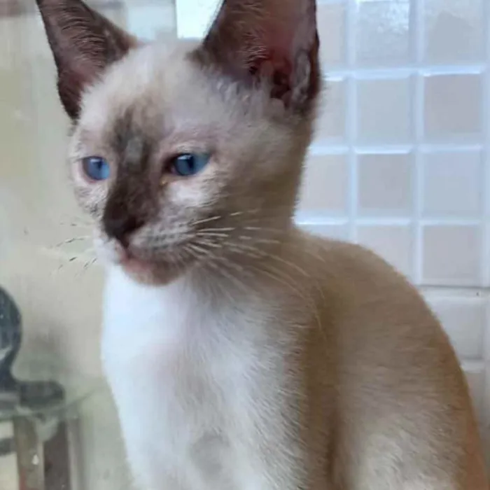 Gato raça Siamês  idade 2 a 6 meses nome Midori Linda bb
