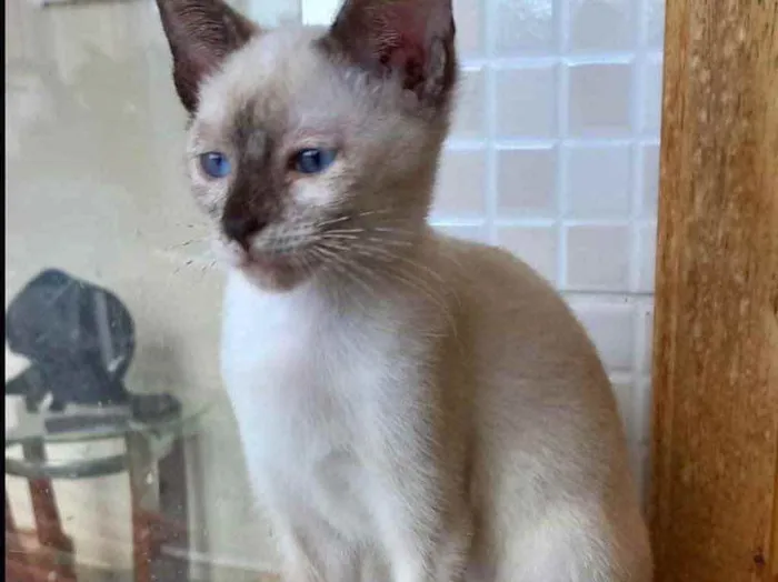 Gato raça Siamês  idade 2 a 6 meses nome Midori Linda bb