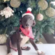 Cachorro raça SRD idade 2 a 6 meses nome Cris