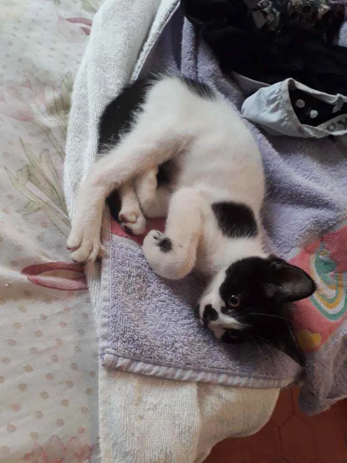 Gato ra a  idade 2 a 6 meses nome Não tem nomes