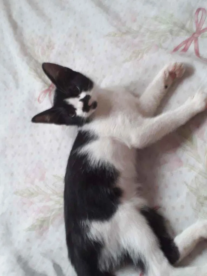 Gato ra a  idade 2 a 6 meses nome Não tem nomes