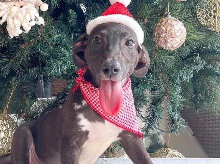 Cachorro raça SRD idade 2 a 6 meses nome Cris