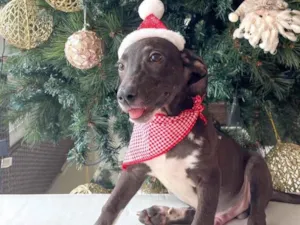 Cachorro raça SRD idade 2 a 6 meses nome Cris