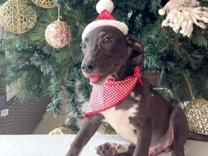 Cachorro raça SRD idade 2 a 6 meses nome Cris