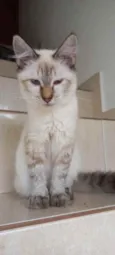 Gato raça Srd  idade 2 a 6 meses nome Misha bb lindo 