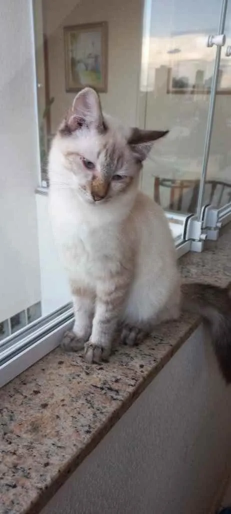 Gato raça Srd  idade 2 a 6 meses nome Misha bb lindo 