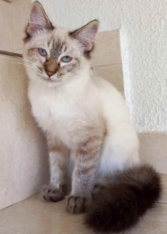 Gato raça Srd  idade 2 a 6 meses nome Misha bb lindo 