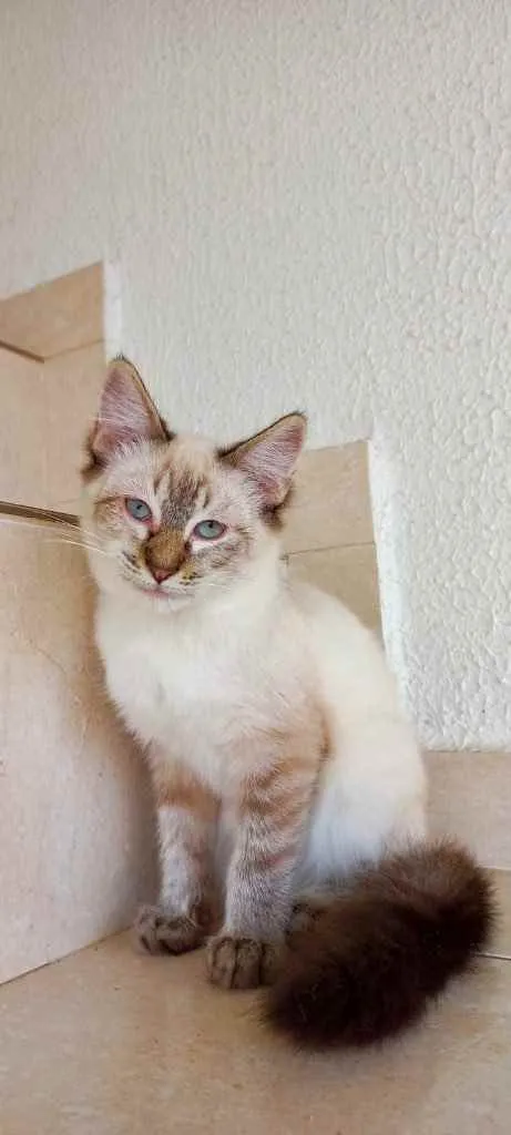 Gato raça Srd  idade 2 a 6 meses nome Misha bb lindo 