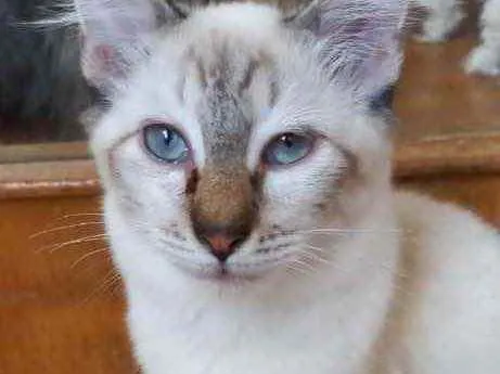 Gato raça Srd  idade 2 a 6 meses nome Misha bb lindo 