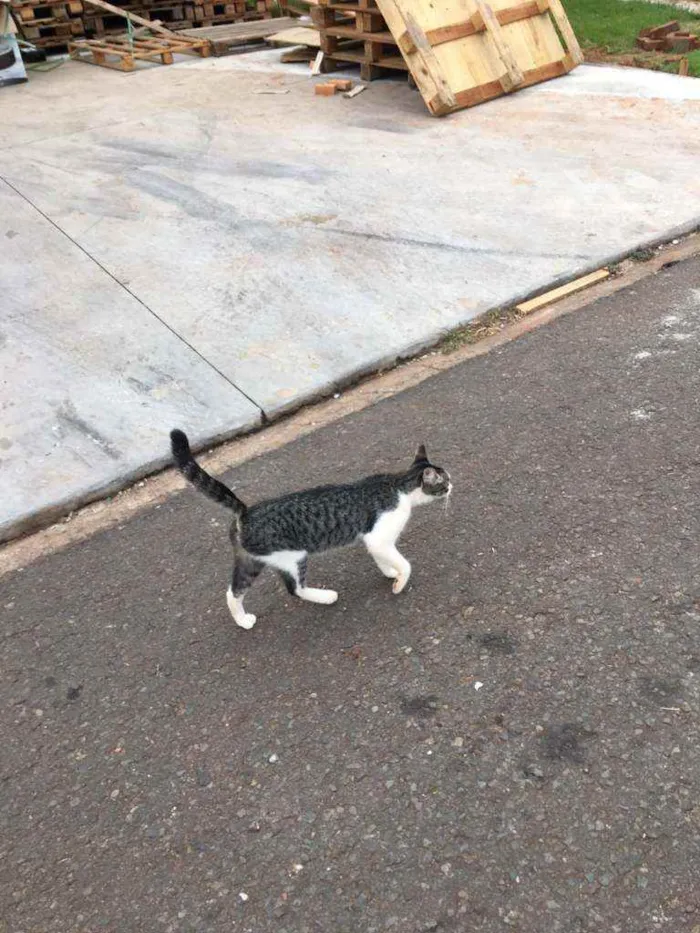 Gato ra a Indefinida idade 2 a 6 meses nome Gatinha