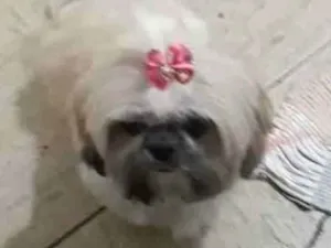 Cachorro raça Shih-tzu idade 6 ou mais anos nome MEL