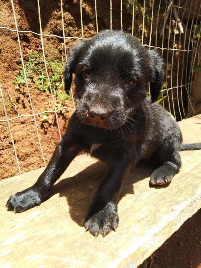 Cachorro ra a Labrador  idade Abaixo de 2 meses nome Cacau