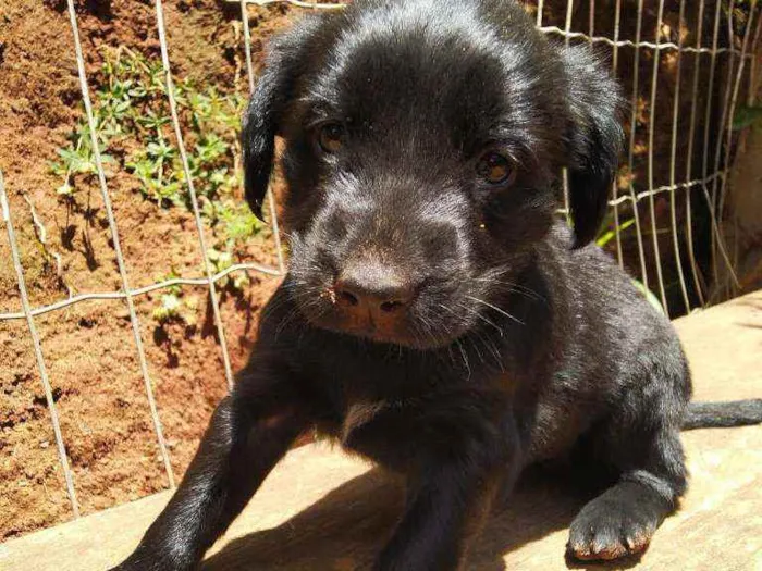 Cachorro ra a Labrador  idade Abaixo de 2 meses nome Cacau