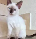 Gato raça Siamêsa idade 2 a 6 meses nome Pink bebê linda 