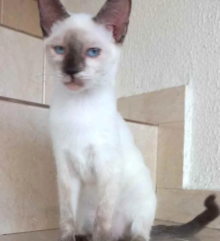 Gato raça Siamêsa idade 2 a 6 meses nome Pink bebê linda 