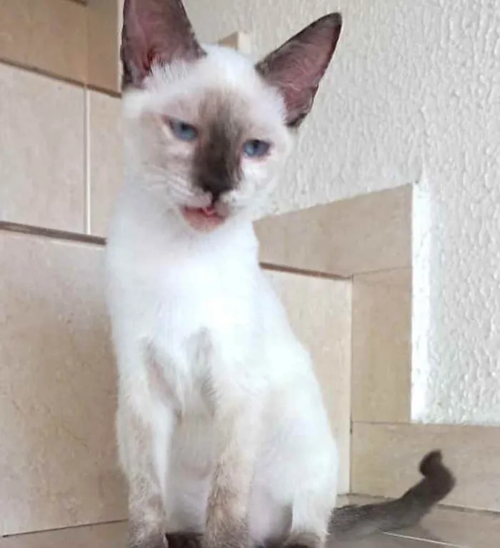 Gato raça Siamêsa idade 2 a 6 meses nome Pink bebê linda 