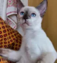 Gato raça Siamêsa idade 2 a 6 meses nome Pink bebê linda 
