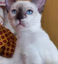 Gato raça Siamêsa idade 2 a 6 meses nome Pink bebê linda 