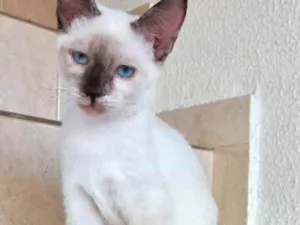 Gato raça Siamêsa idade 2 a 6 meses nome Pink bebê linda 