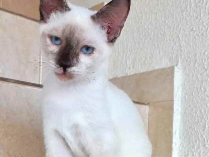 Gato raça Siamêsa idade 2 a 6 meses nome Pink bebê linda 