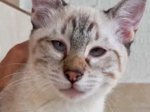 Gato raça Srd idade 2 a 6 meses nome Pipoca bb lindo 