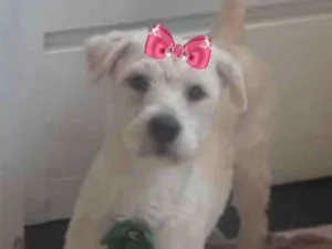 Cachorro raça Mestiça  idade 2 a 6 meses nome Vitória 