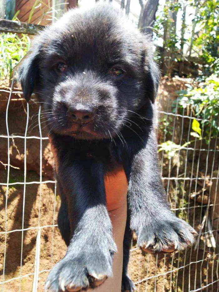 Cachorro ra a Labrador  idade Abaixo de 2 meses nome Ainda não tem nome