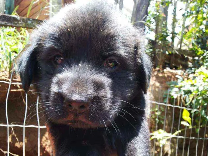 Cachorro ra a Labrador  idade Abaixo de 2 meses nome Ainda não tem nome