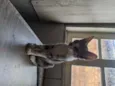Doação gato filhote