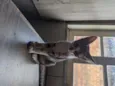 Doação gato filhote