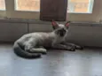 Gata filhote para do