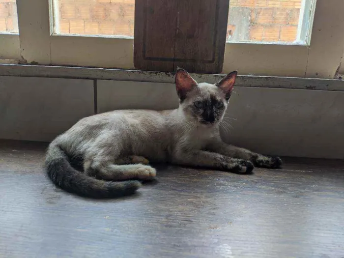 Gato ra a Vira lata filhote idade 2 a 6 meses nome Gata filhote para do