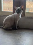 Gata filhote para do