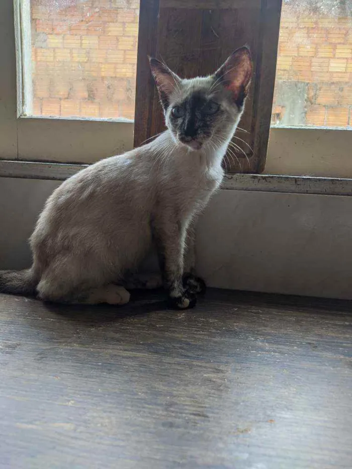 Gato ra a Vira lata filhote idade 2 a 6 meses nome Gata filhote para do