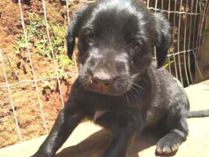 Cachorro raça Labrador  idade Abaixo de 2 meses nome Cacau