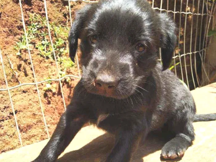 Cachorro ra a Labrador  idade Abaixo de 2 meses nome Cacau