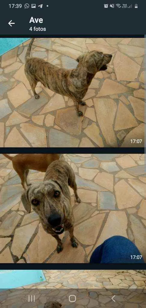 Cachorro raça Sr idade 3 anos nome Pantera