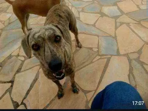 Cachorro raça Sr idade 3 anos nome Pantera